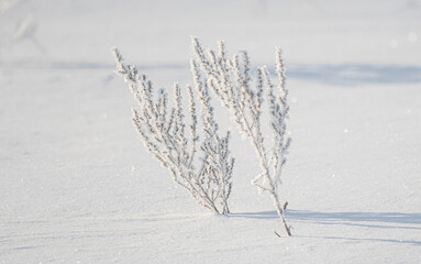 Frozen plants close-up outdoors, winter landscape, white snow.