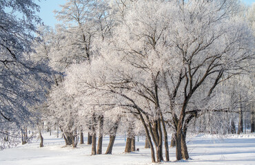 Snow-covered trees, winter landscape. Trees Natural background.