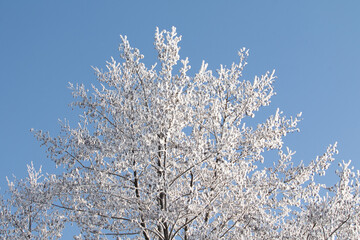 Tree branches covered with white frost against a blue sky.