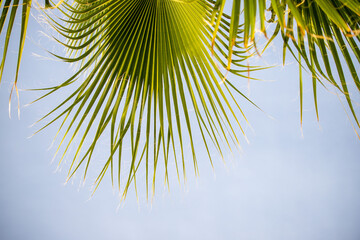 green palm leaves against blue sky