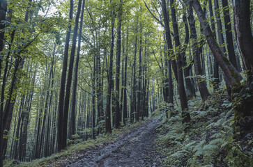 footpath in the woods