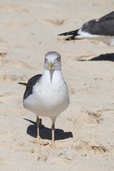 Seagull, Cabbage Beach, Nassau - Bahamas (Paradise Island)