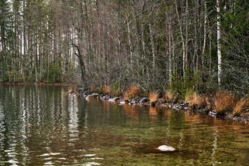 Lake in the forest