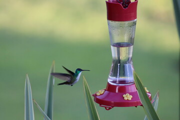 El colibrí © Manuela