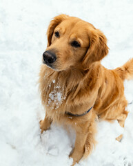 Golden Retriever dog in the snow 