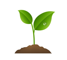 plant growing from soil