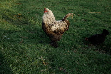rooster in the green grass