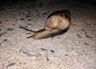 snail on the road