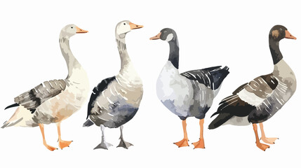 Naklejka na ściany i meble birds watercolor illustrations wild geese and ducks