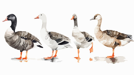 Naklejka na ściany i meble birds watercolor illustrations wild geese and ducks