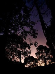 Silhouette of a tree in the night