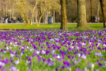 Selective focus a group of multicolour white purple crocus flowers on green grass meadow in the...
