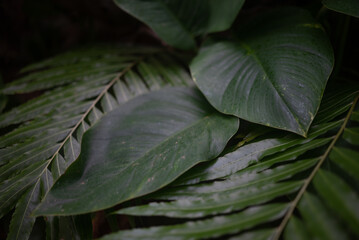 Tropical leaves background. Giant sword fern and heartleaf philodendron - 746790985