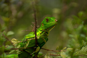 Iguana verde adorable descansando en una rama con hojas verdes