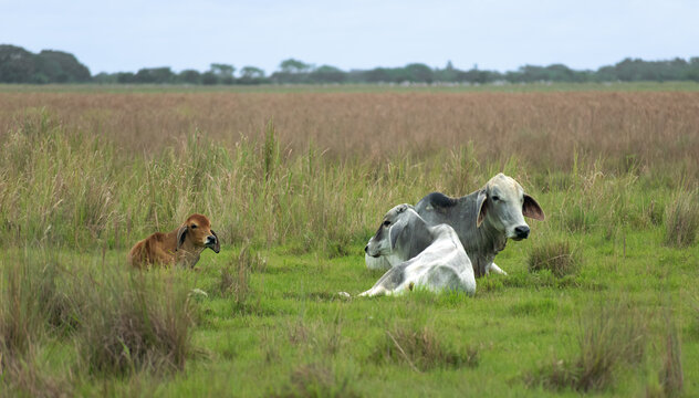 Vaca con sus cr&iacute;as Becerros en el campo