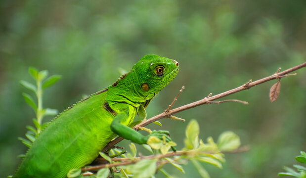 Iguana verde adorable descansando en una rama con hojas verdes