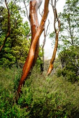 trees in the rainforest