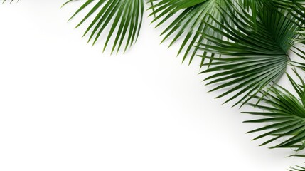 Obraz premium Tropical palm leaves on white background. Flat lay, top view