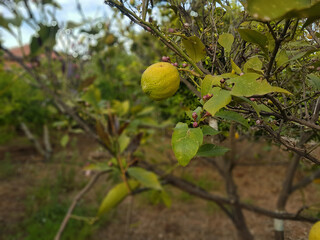 Antalya Döşemealtı - Organic Lemon on the Tree - Ağaçtaki Organik Limon