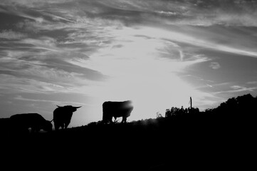 Black and white background with cows silhouettes. buffalo or horned animals, wild bulls on field.