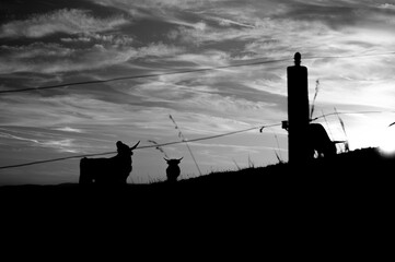 Obraz premium Black and white background with cows silhouettes. buffalo or horned animals, wild bulls on field.