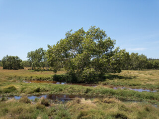 Australian bush Queensland Boondall Wetlands