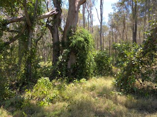 Australian bush Queensland Boondall Wetlands