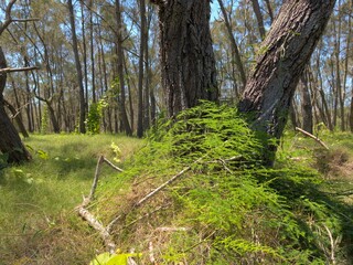 Australian bush Queensland Boondall Wetlands