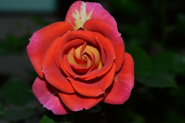 red rose in garden
