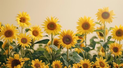 Fototapeta premium A minimalist background with a border of sunflowers