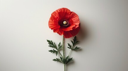 A clean, white background with a single poppy in the center, symbolizing remembrance - obrazy, fototapety, plakaty