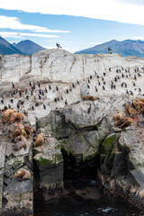 penguins in their wild and free habitat in the penguin colony 
in ushuaia argentina on the beagle channel 