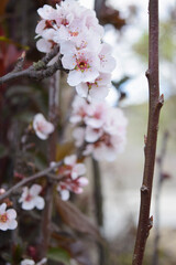 Plum flowers in a field.