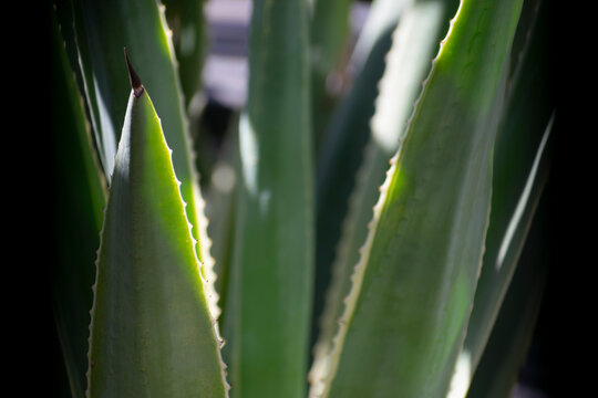 Close-up of agave or maguey plant. Maguey or agave stalk