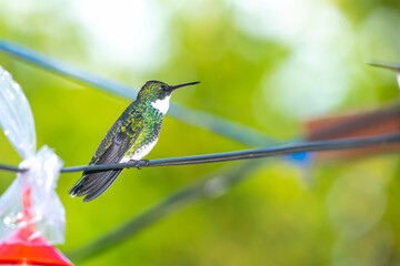 Hummingbird sucking nectar from a flowe, in the gardenr