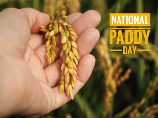 National Paddy day Asar 15. Nepali rice planting festival background with hand holding rice grains