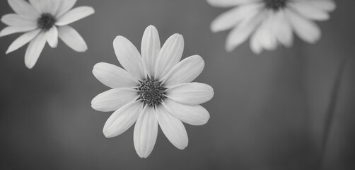flower, daisy, nature, white, isolated, plant, summer, camomile, chamomile, yellow, spring, blossom, beauty, petal, macro, bloom, flora, floral, closeup, flowers, garden, single, petals, beautiful, co