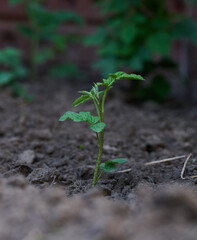 Young raspberry sprout with green leaves on the garden bed