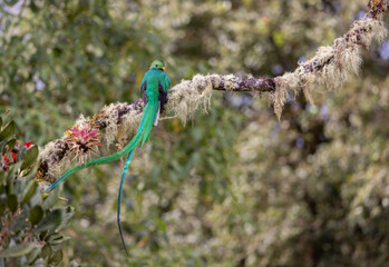 Resplendent quetzal in the rainforest of Costa Rica 