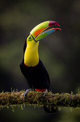 Toucan in the rainforest of Costa Rica 