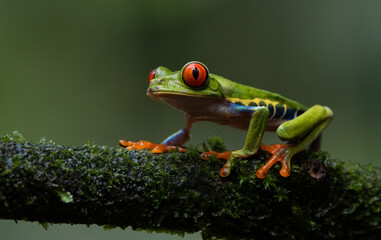 Naklejka premium Red-eyed tree frog in the rainforest of Costa Rica 