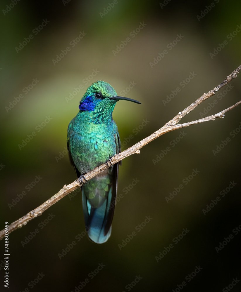 Wall mural Hummingbird in the rainforest of Costa Rica 