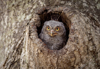 Screech owl in a tree in Florida 