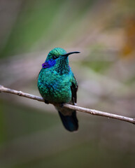 Hummingbird in the rainforest of Costa Rica 