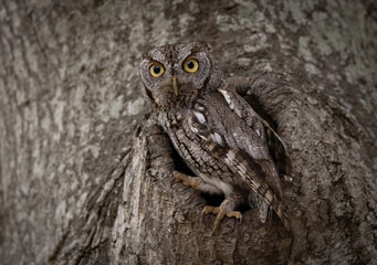 Screech owl in a tree in Florida 