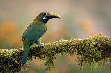 Toucanet in the rainforest of Costa Rica 