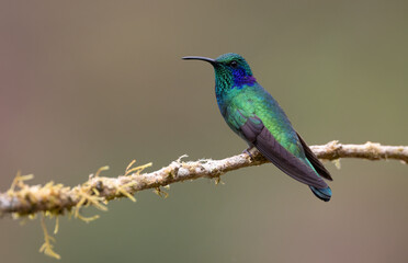 Hummingbird in the rainforest of Costa Rica 