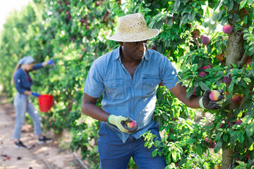 Young adult man farmer picking ripe organic plums with group of seasonal workers in orchard