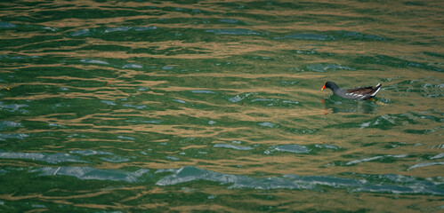 duck in the water animal Florida nature  