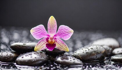Obraz na płótnie Canvas flowers of orchid on the wet stones